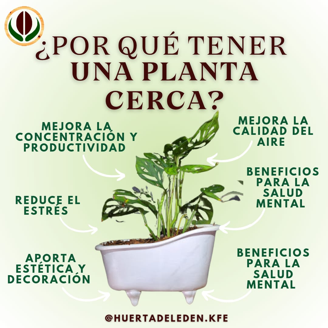 Plantas y macetas